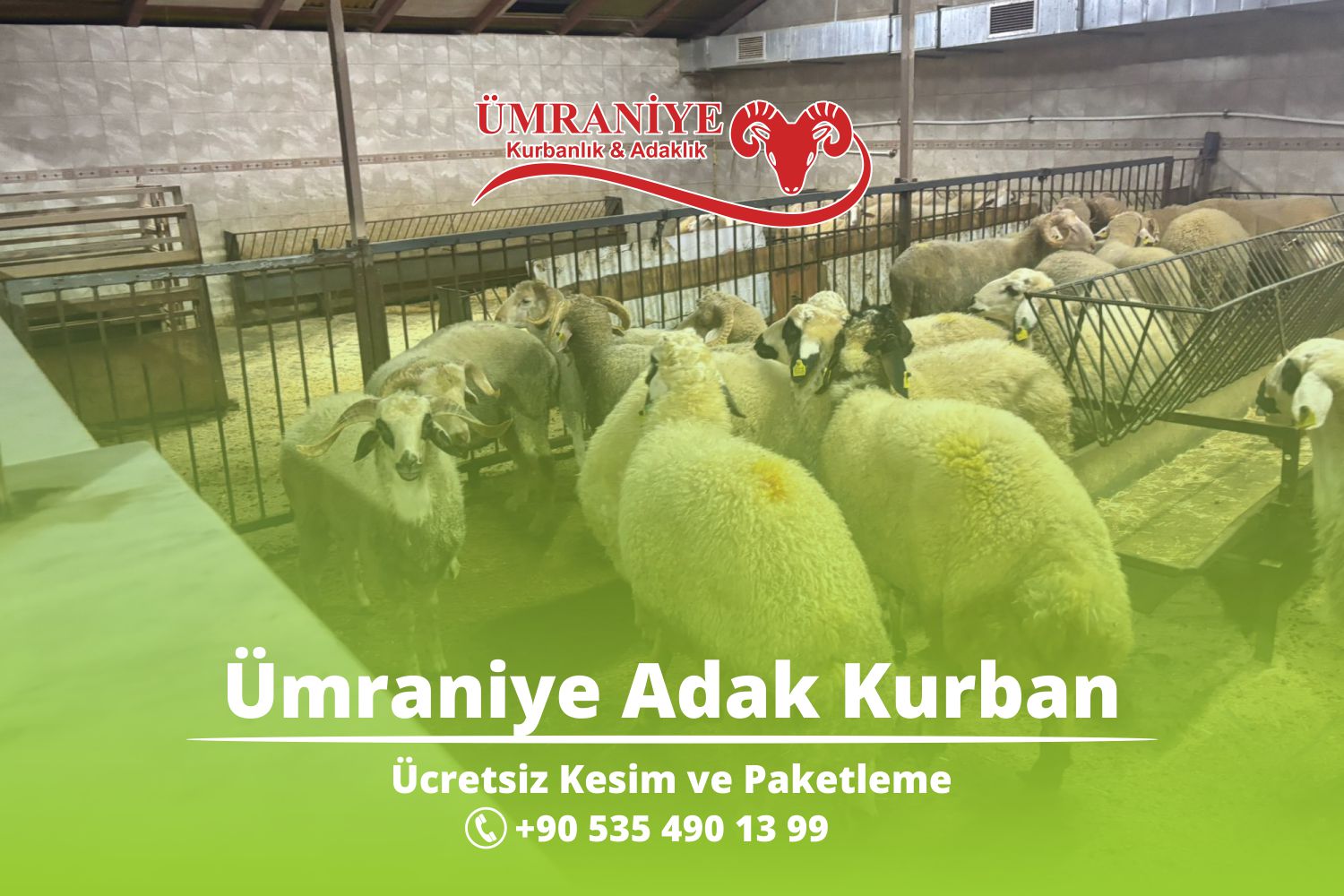 Ümraniye Adak Kurban – Adaklık Koç – Adaklık Koyun – Adaklık Keçi
