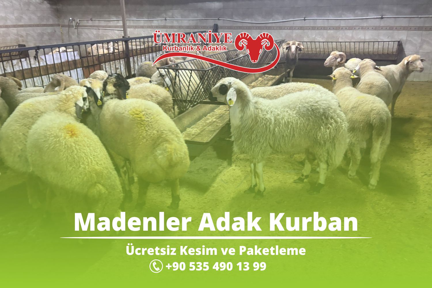 Madenler Adak Kurban – Ümraniye Adak Kurban – Uygun Fiyatlı Adak Kurbanlık