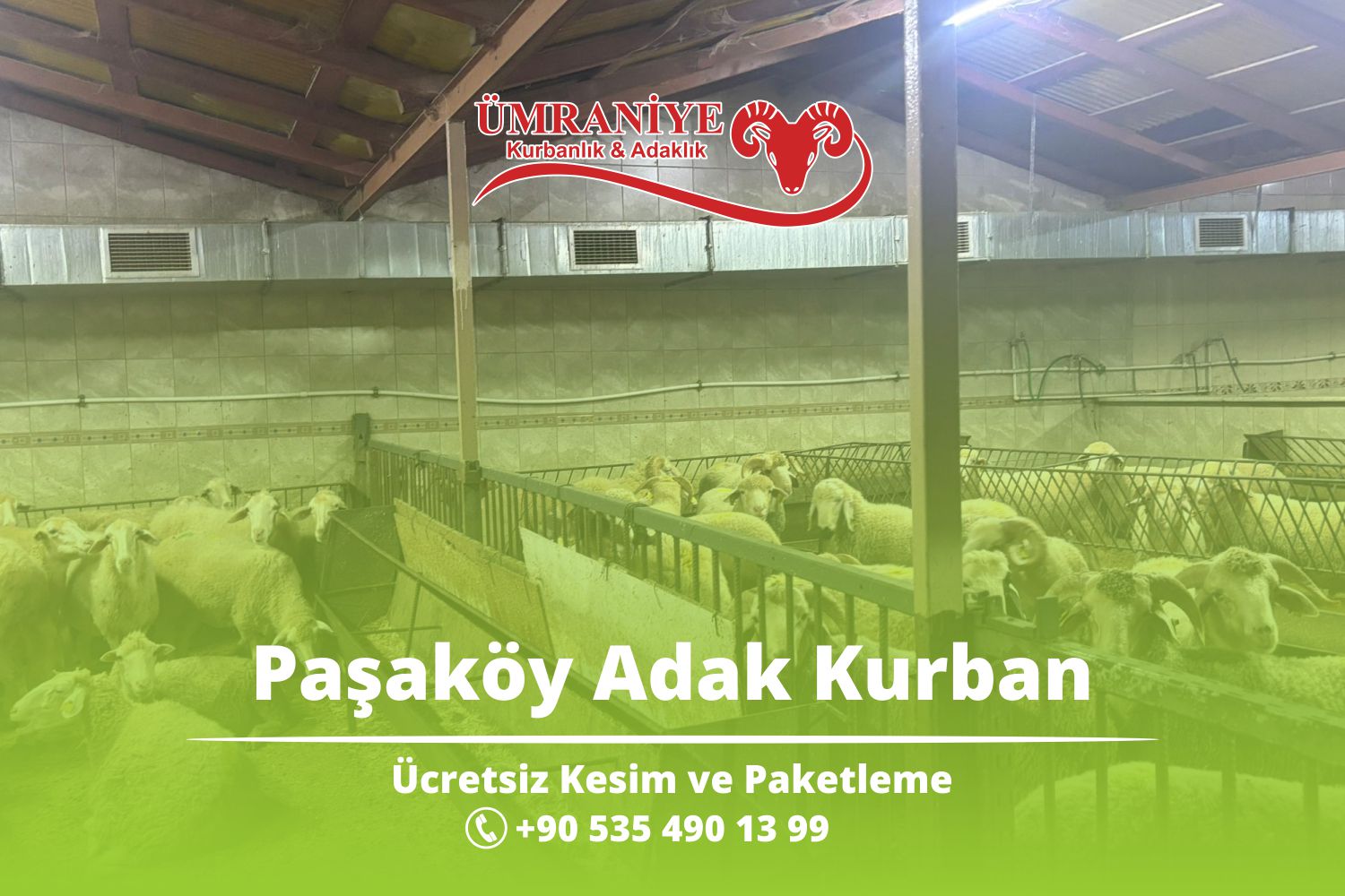Paşaköy ve Çevre Semtlere Adak Kurbanlık