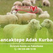 Sancaktepe Adaklık Kurban Hizmetlerinde Güvenin Zirvesi