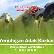 Yenidoğan, Çekmeköy ve Ümraniye Adak Kurban